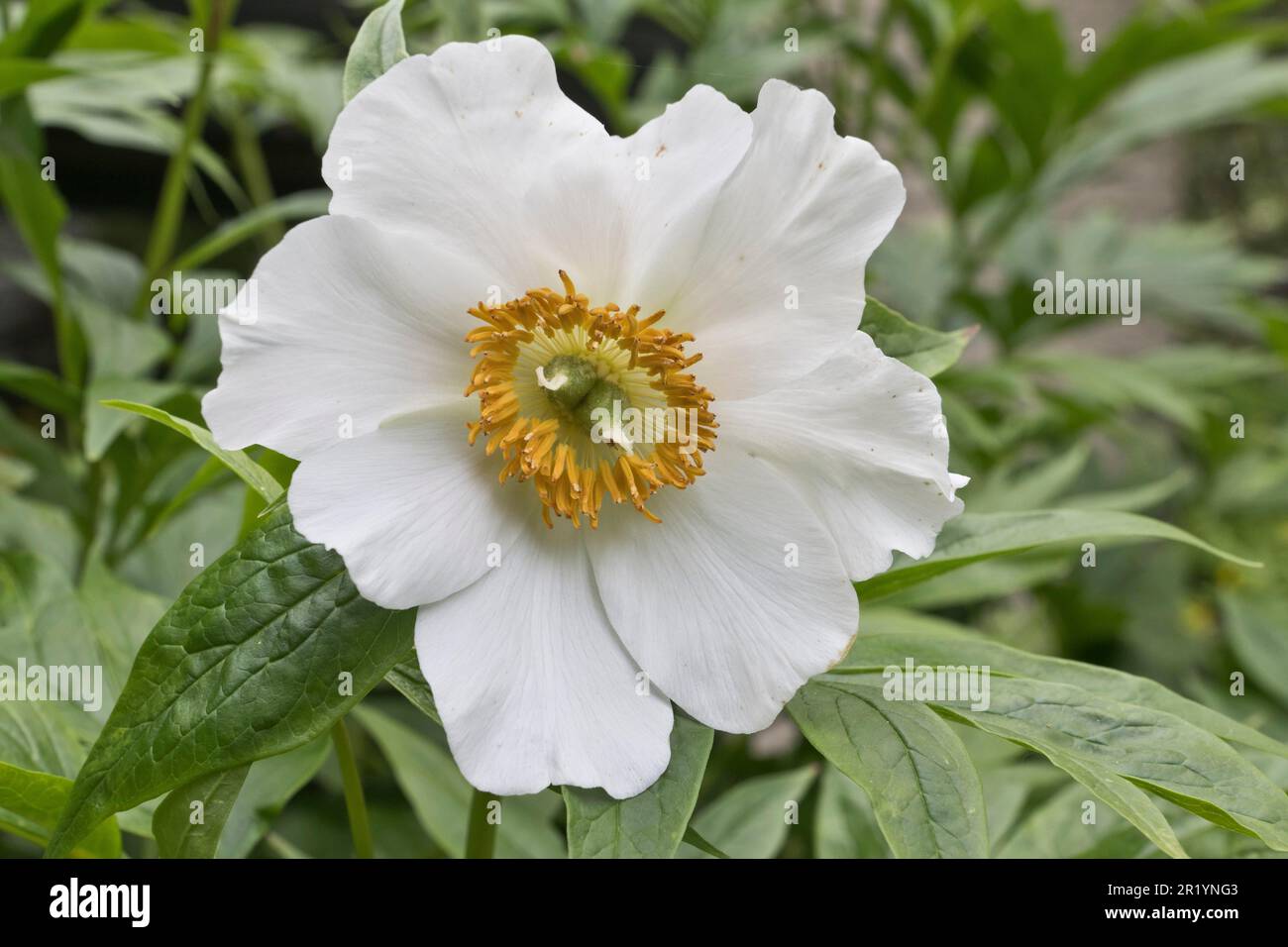 Himalayan peony (Paeonia emodi), Emsland, Lower Saxony, Germany Stock