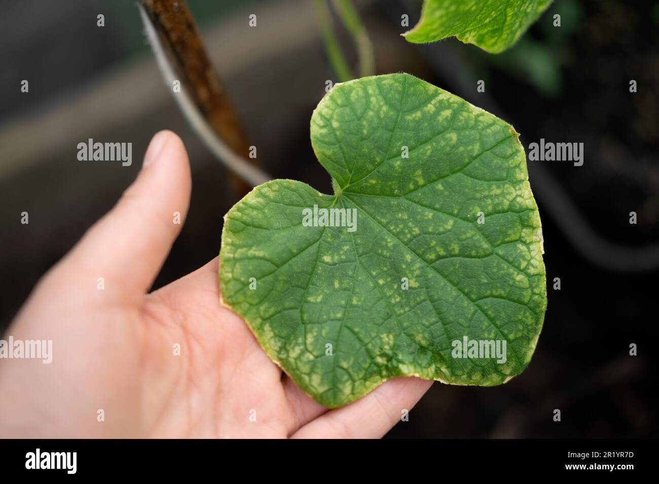 Cucumber disease. Spotted, yellowed and diseased cucumber leaf affected by a disease or pests caused by harmful insects, plant fungi, thrips and disea Stock Photo