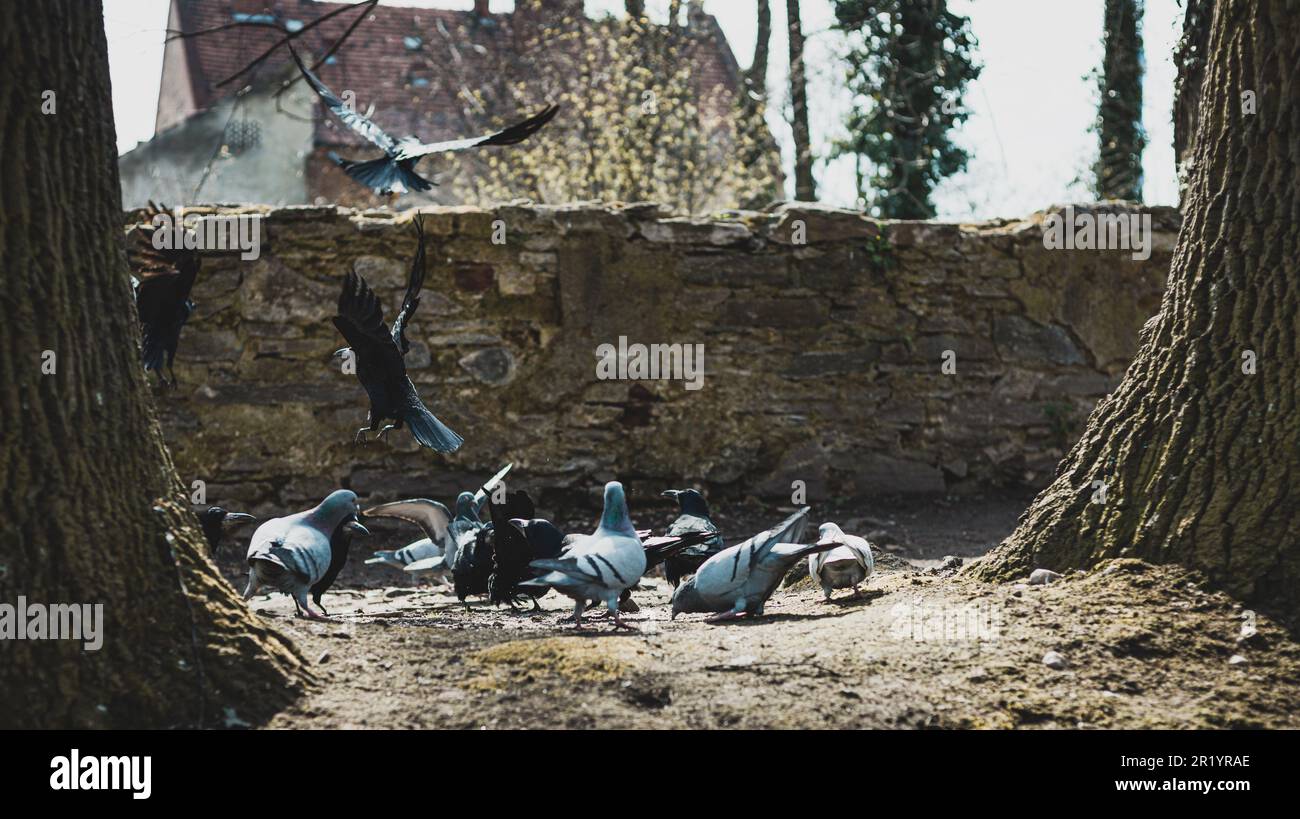 Flock of birds in the city hi-res stock photography and images - Alamy