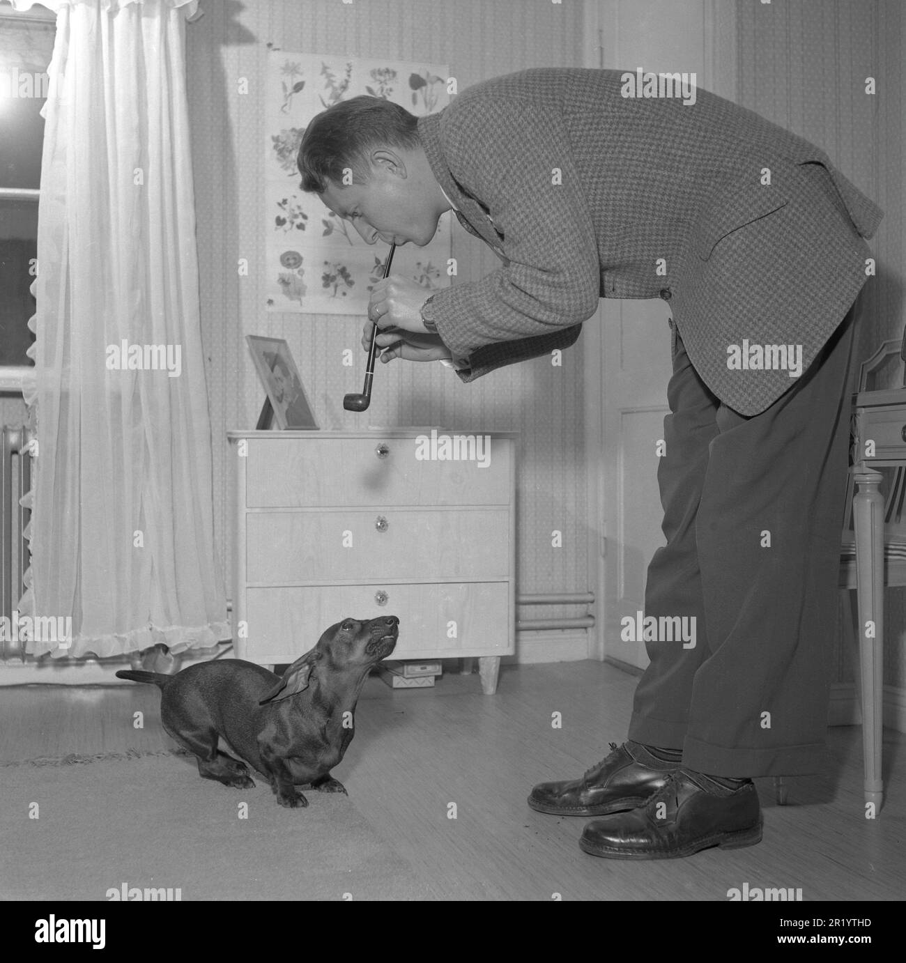 Man Pretending To Be A Dog Black And White Stock Photos Images Alamy man-pretending-to-be-a-dog-black-and-white-stock-photos-images-alamy