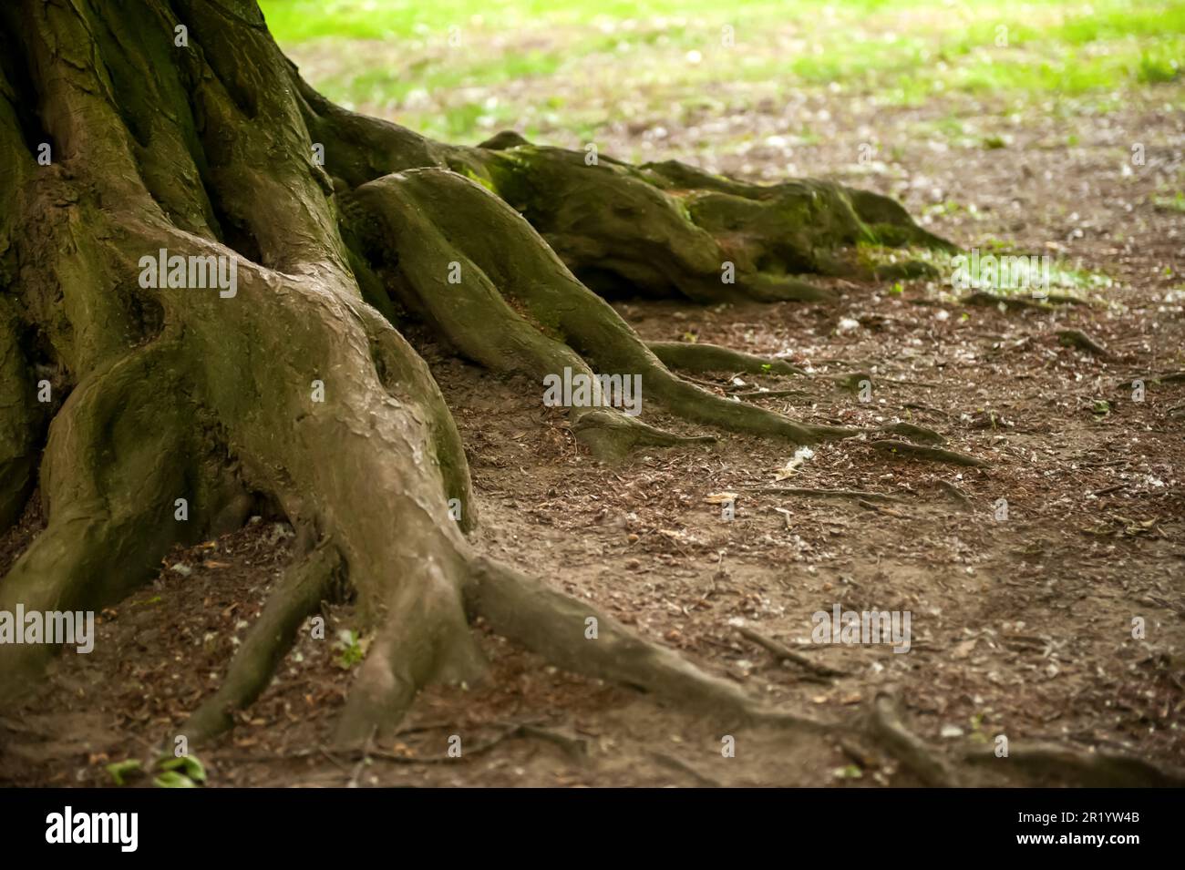 Tree roots visible through hi-res stock photography and images - Alamy