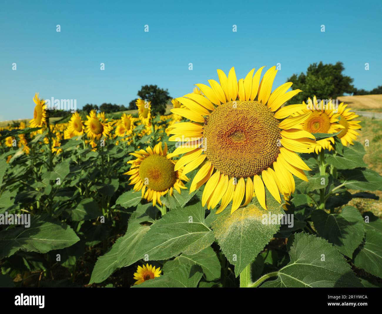 Sunflowers growing in field under blue sky Stock Photo - Alamy