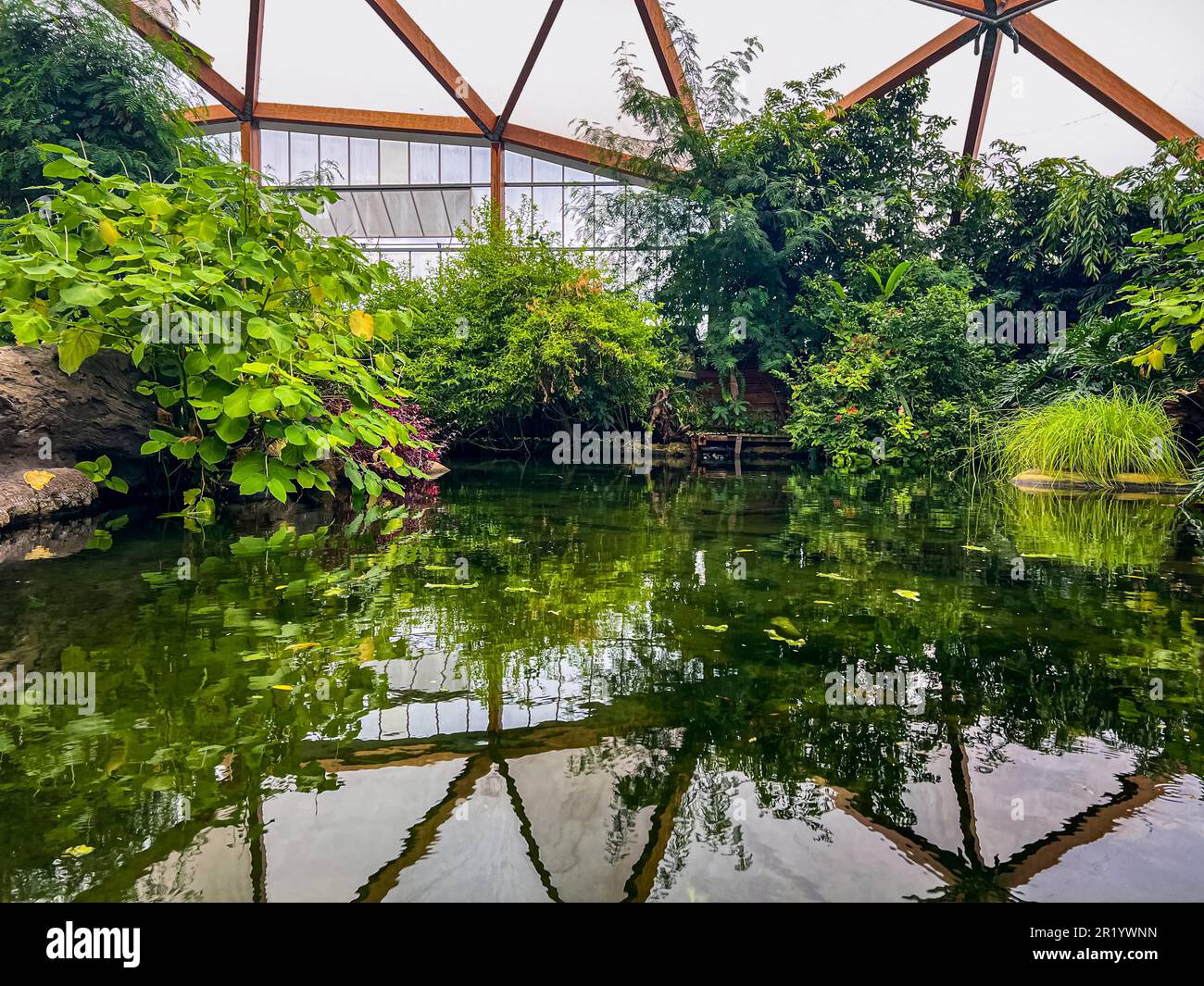 Different tropical plants near pond in greenhouse Stock Photo