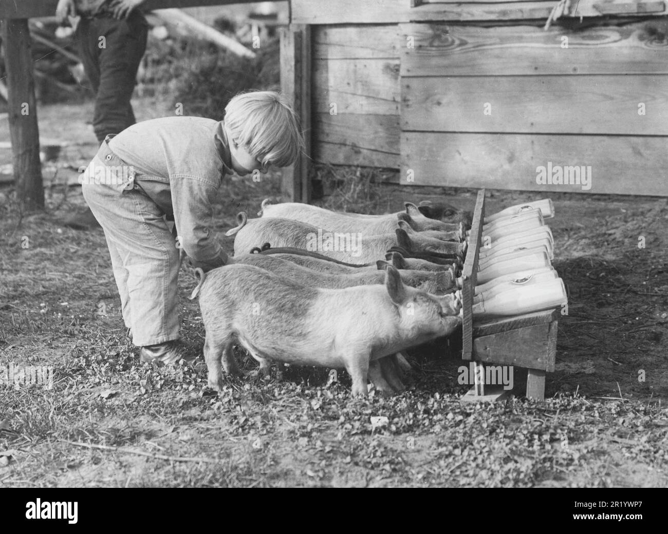 In the 1930s. A child is arranging the piglets so that each has it's own milk bottle and stands in perfect order when eating. Sweden 1930s Stock Photo