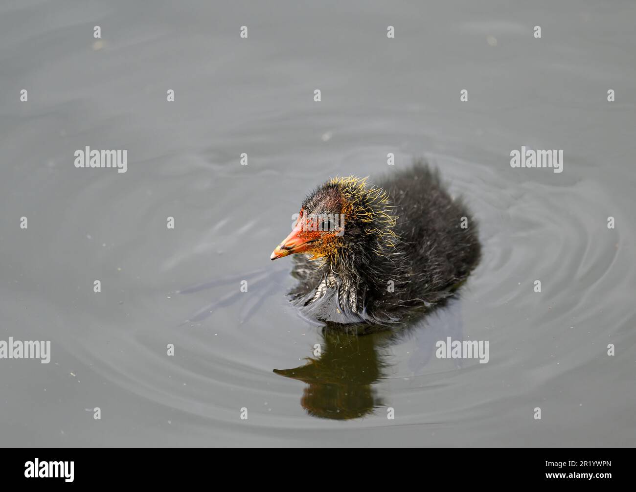 Coot chick swimming on a lake in Kent, UK. The colorful and scruffy ...