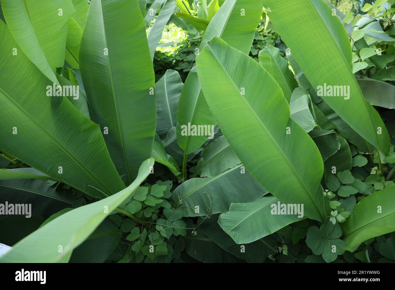 Lush green plants growing hi-res stock photography and images - Alamy