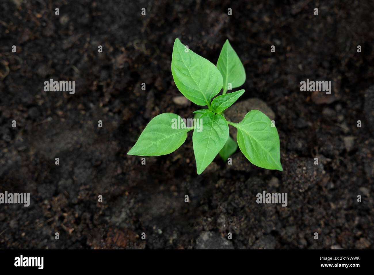 Young green pepper plant growing in a black fertility soil. Top view, overhead. Vegetable seedling is in the fertile dirt. Gardening mock up. Farm moc Stock Photo