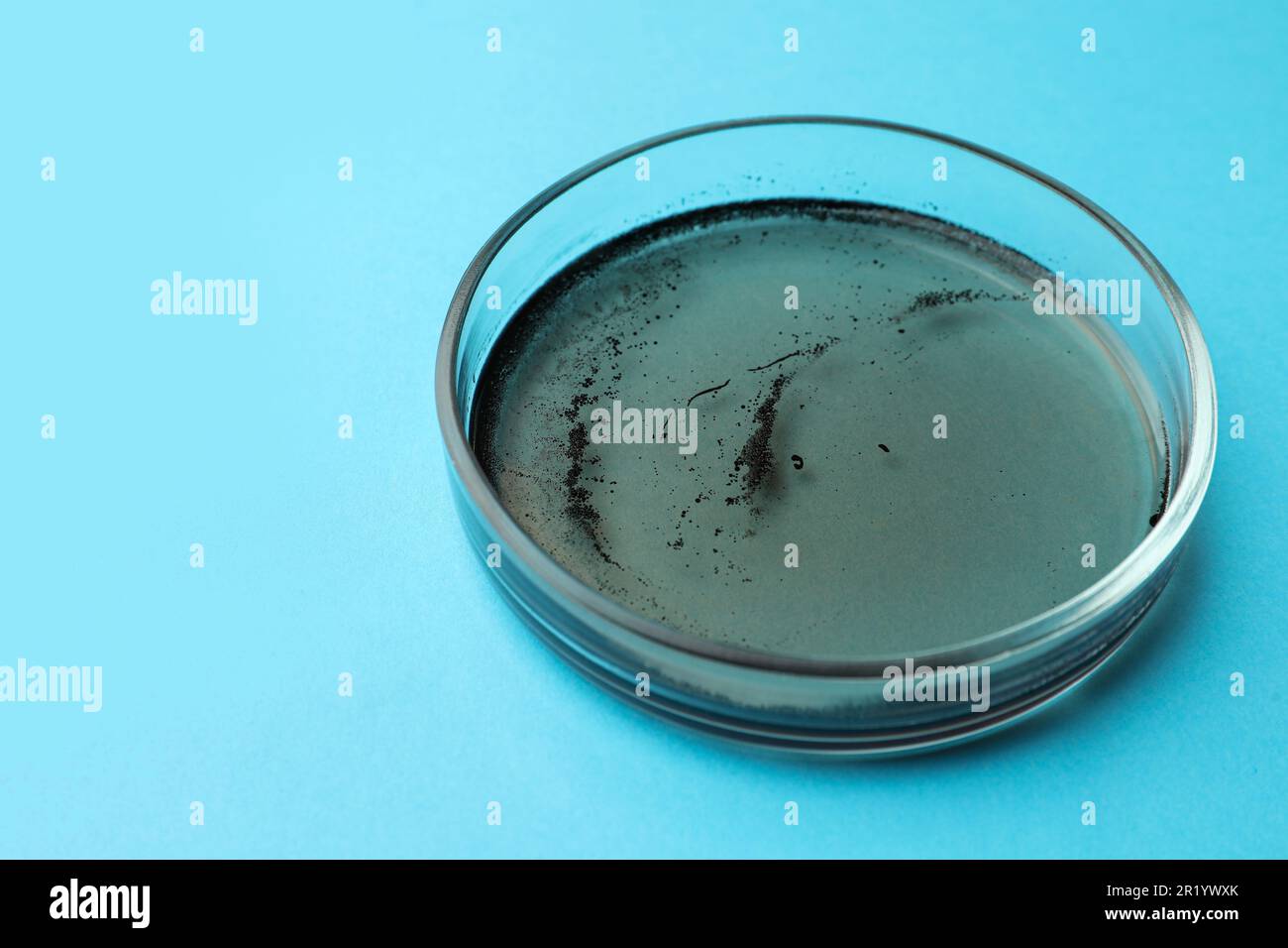 Petri dish with bacteria colony on light blue background Stock Photo ...