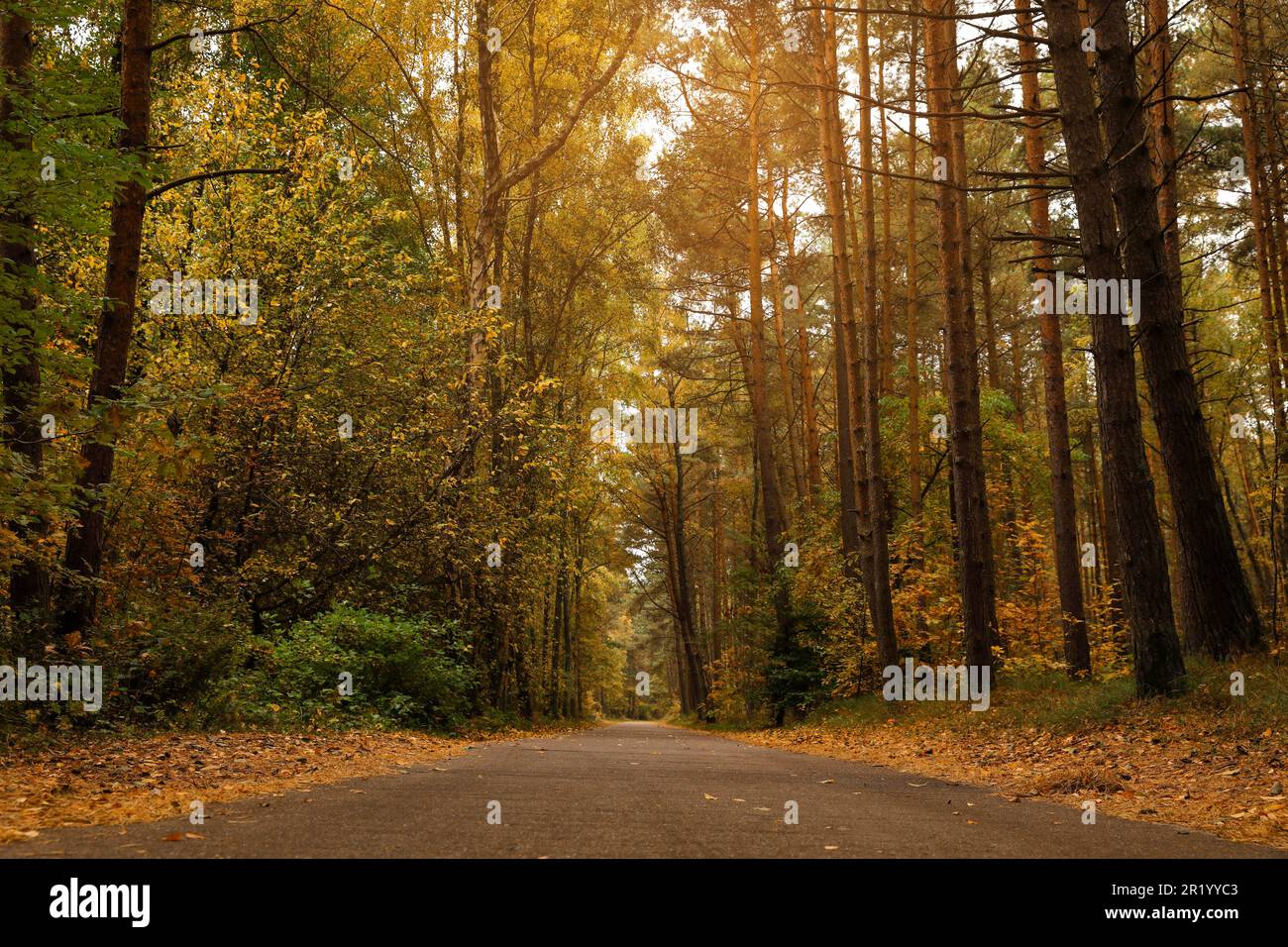 Pathway between many beautiful trees in autumn park Stock Photo - Alamy