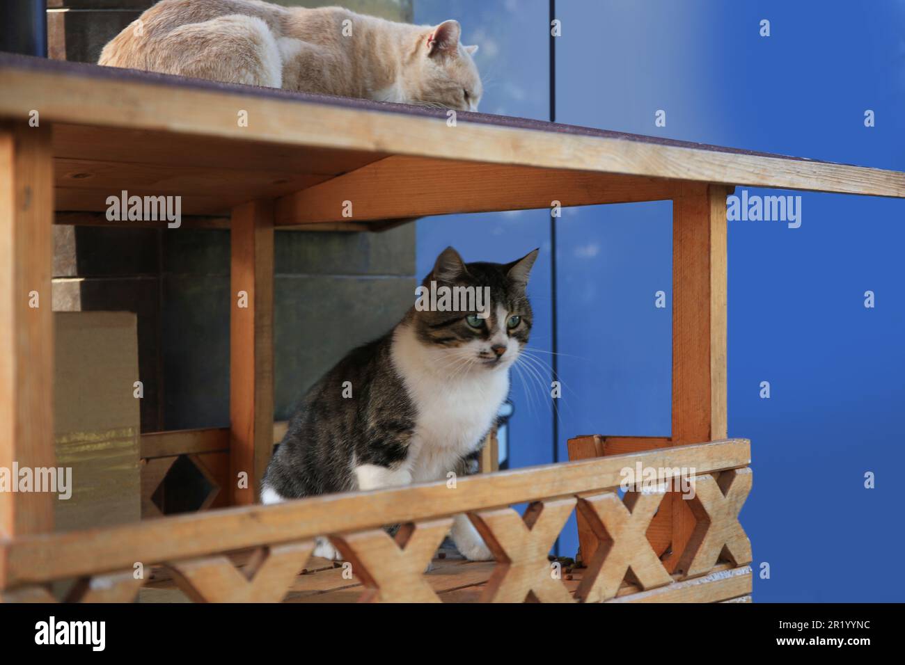 Stray cats in wooden house. Homeless animal Stock Photo