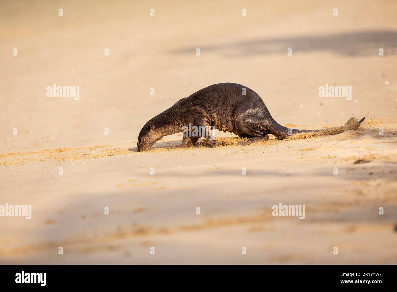 Adult male smooth coated otter marks territory on a beach, Singapore Stock Photo