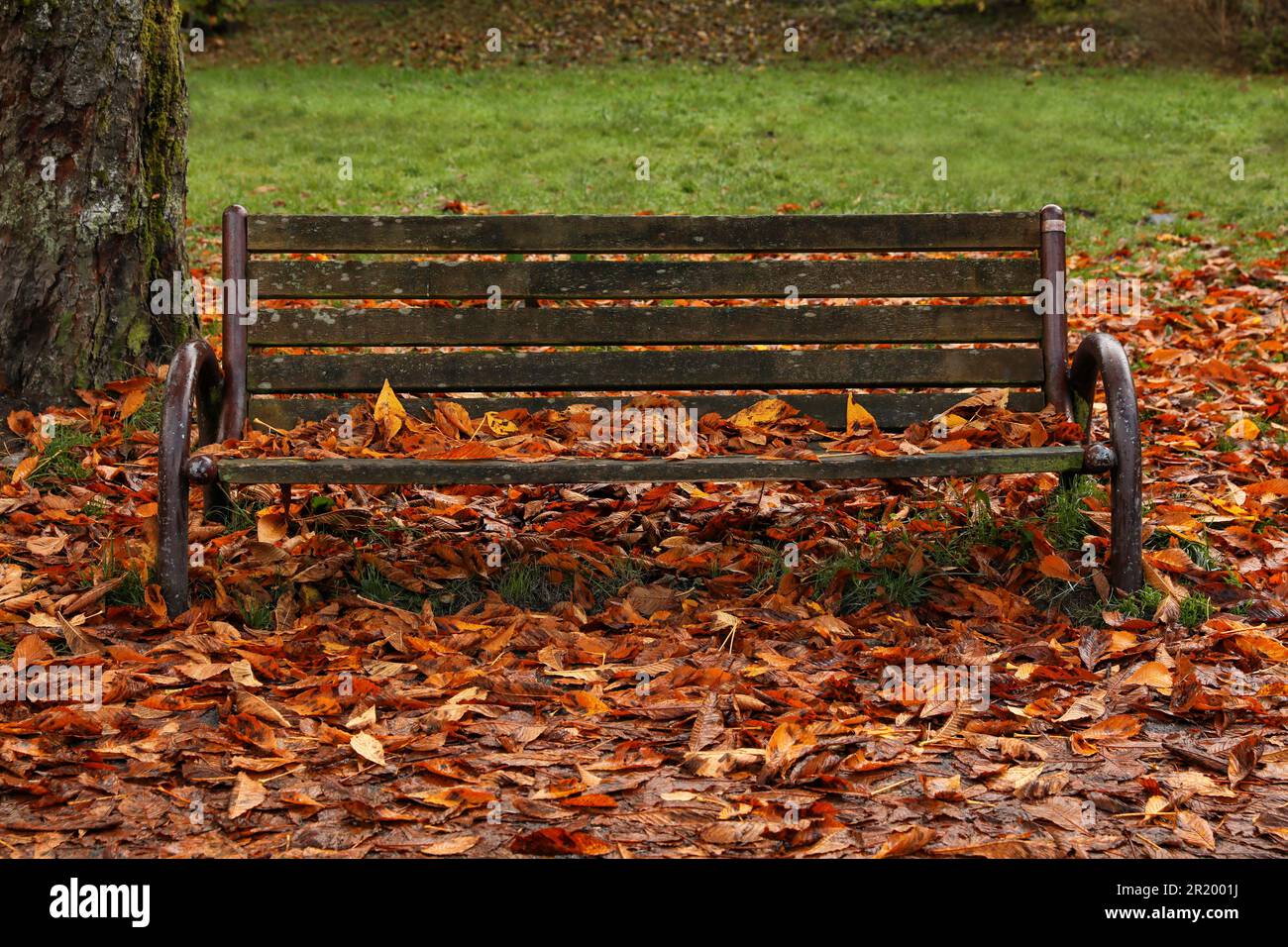 Wooden bench and fallen yellowed leaves in park Stock Photo - Alamy