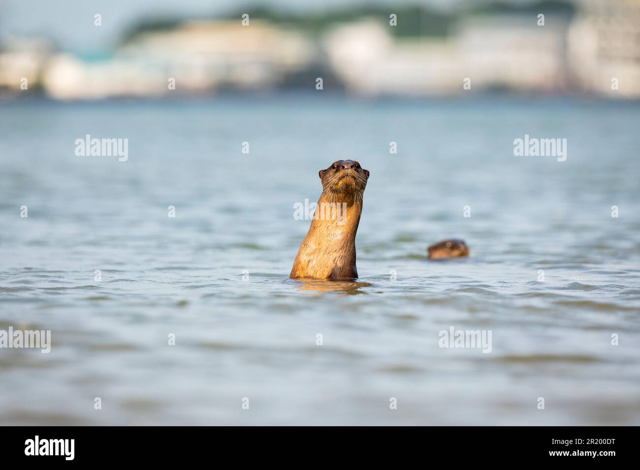 An alert smooth coated otter keeps an eye on land while the family fish in the sea near an industrial estate, Singapore Stock Photo