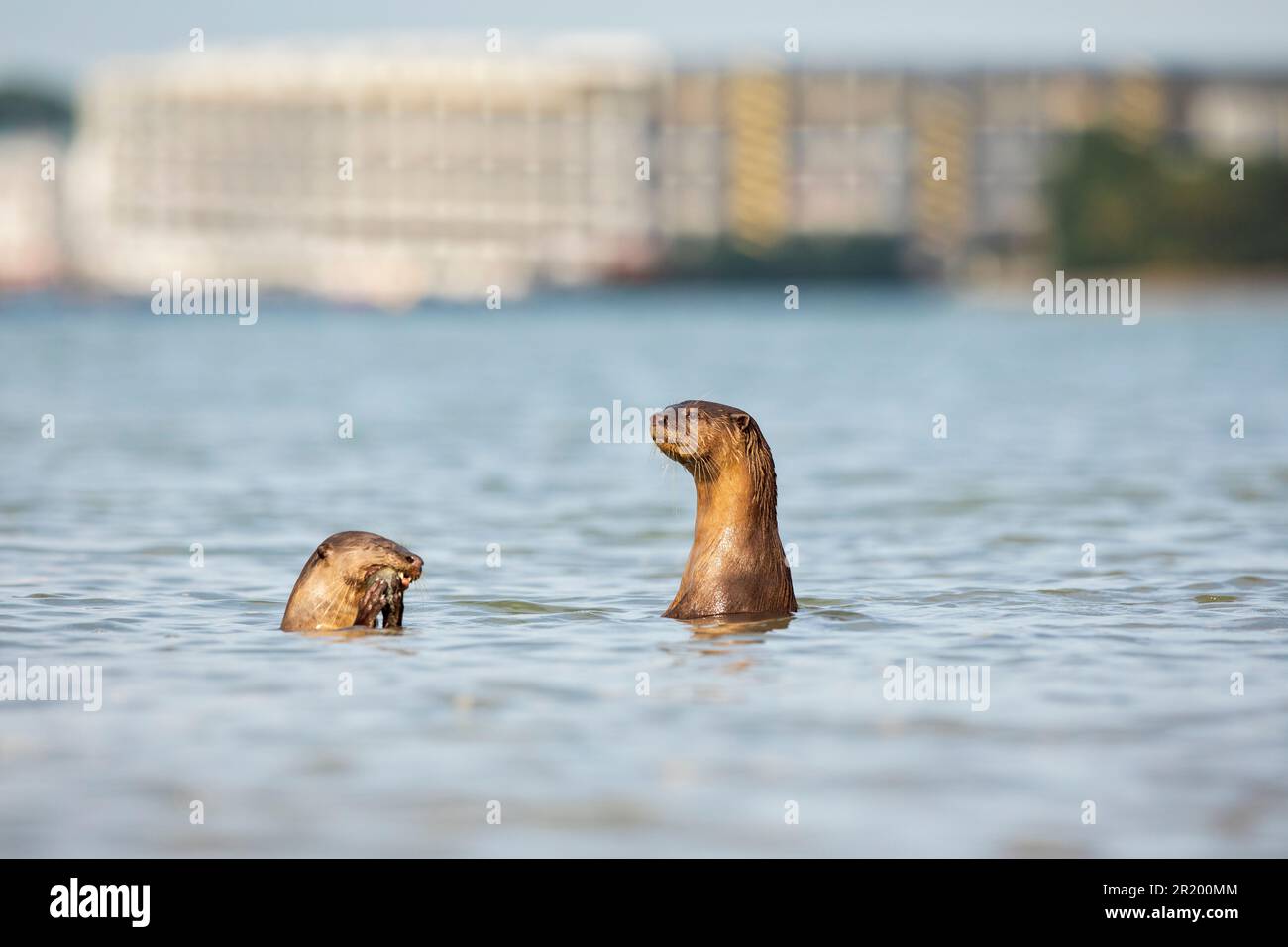An alert smooth coated otter keeps an eye on land while the family fish in the sea near an industrial estate, Singapore Stock Photo