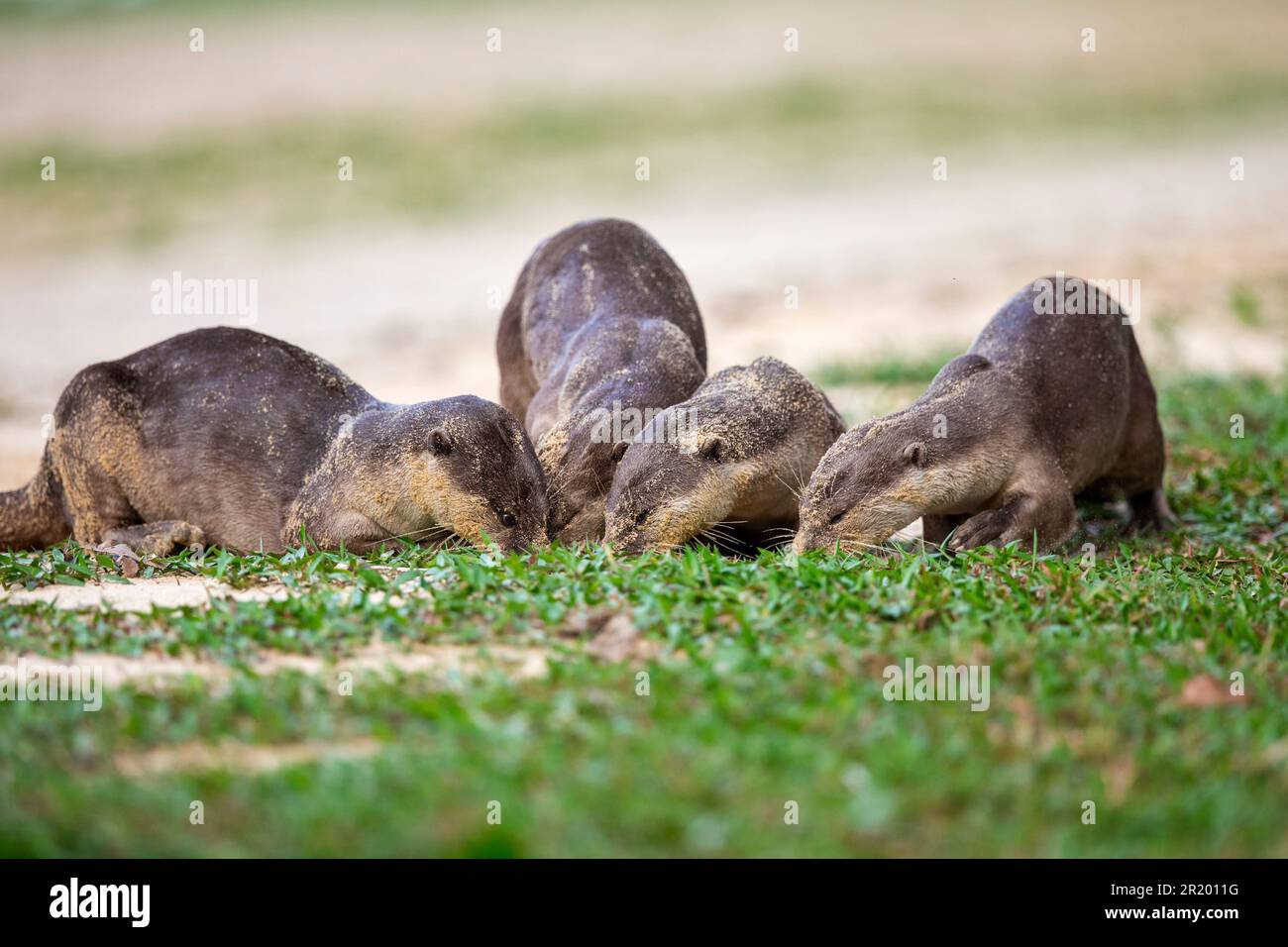A family of four smooth coated otter sniff the scent of spraint on the grass next to a beach, Singapore Stock Photo