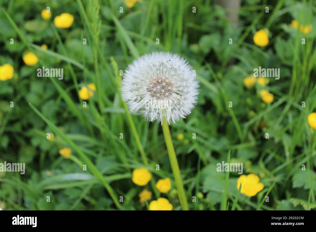 Dandelion seed head Stock Photo