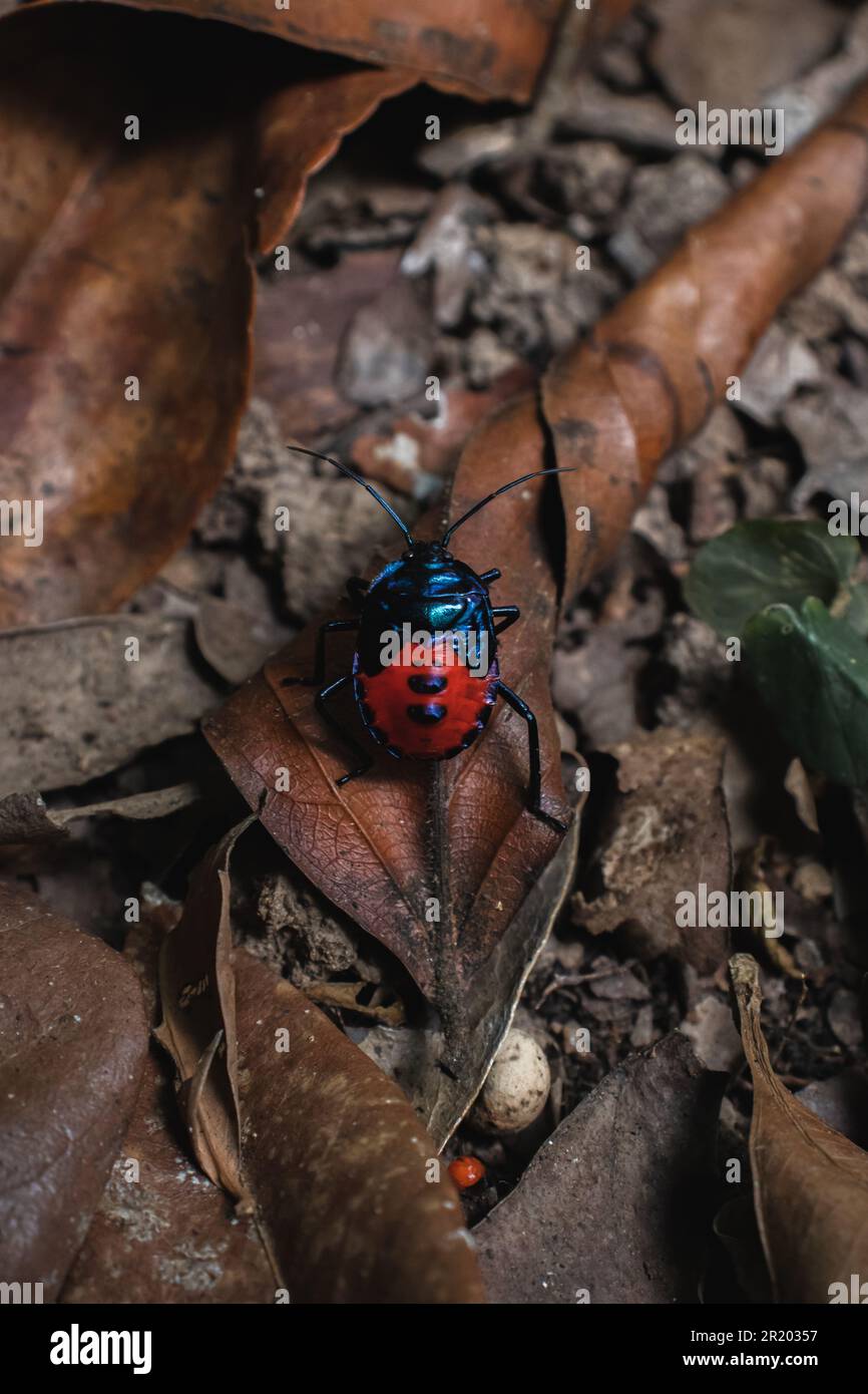 A black and blue bug is sitting on a leaf in the forest Stock Photo - Alamy