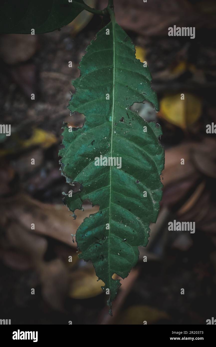 green leaf on the ground in the forest. Stock Photo