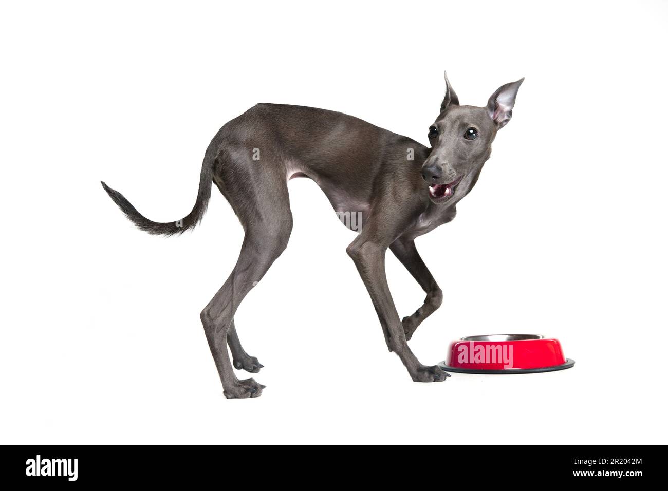 Italian hotsell greyhound mass