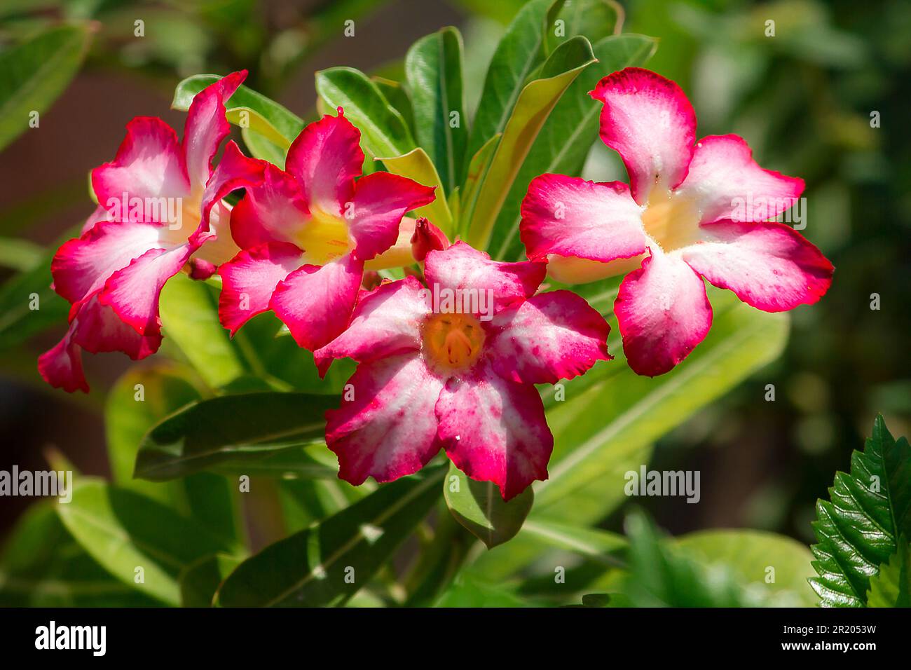 Love adenium hi-res stock photography and images - Alamy
