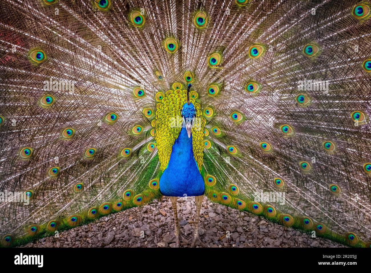 Male blue peafowl or peacock (Pavo cristatus) Stock Photo