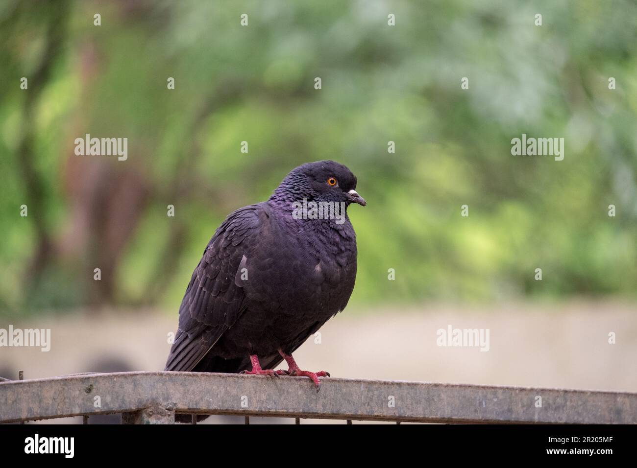 Black pigeon (Columbidae) Stock Photo