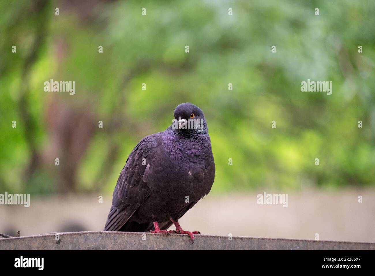 Black pigeon (Columbidae) Stock Photo