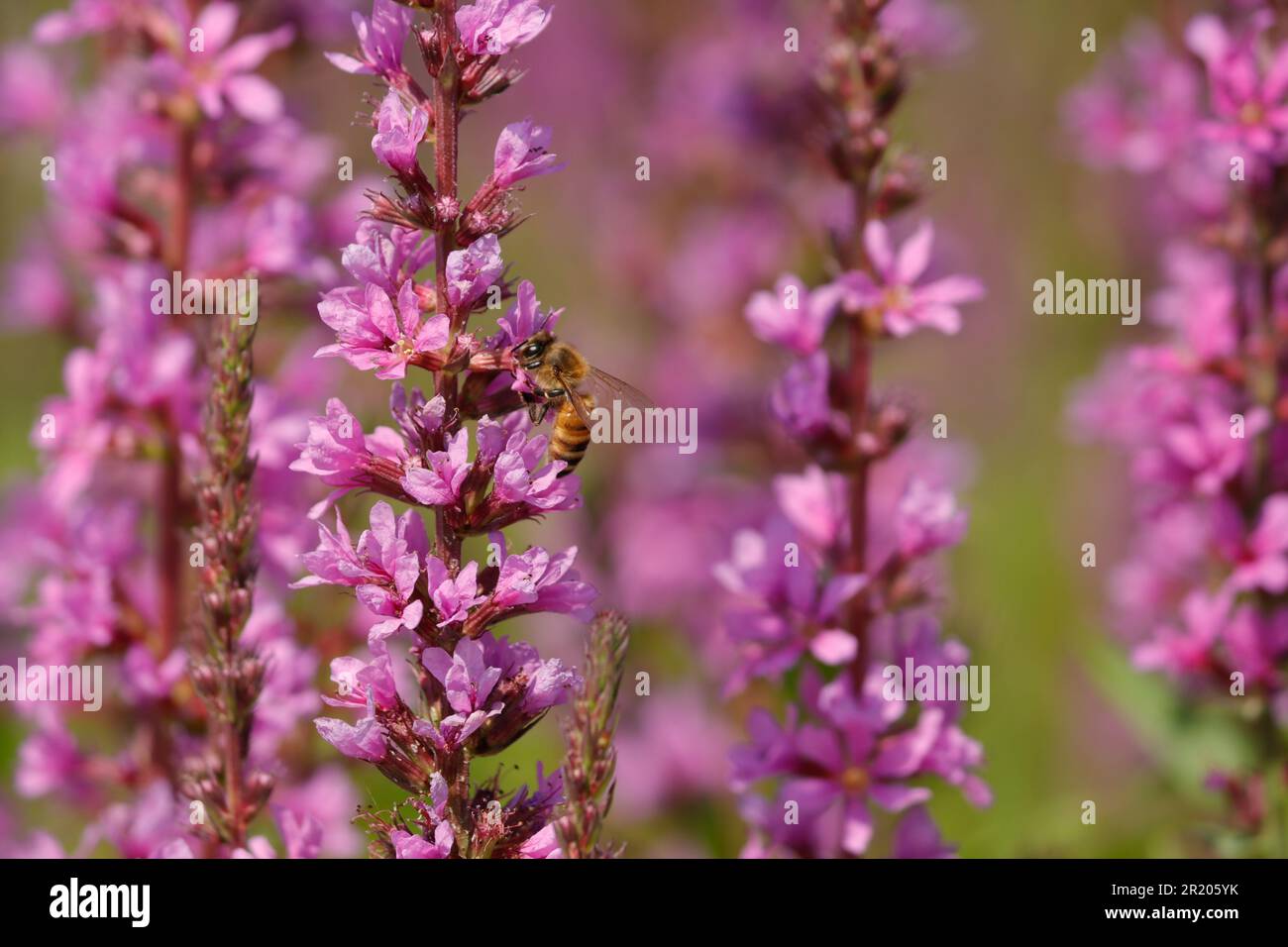 A closeup of bee sipping nectar from loosestrife Stock Photo