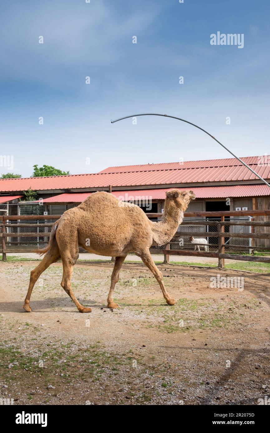 Arabian dromedary one humbed camel in a zoo.Karditsa , Greece Stock Photo