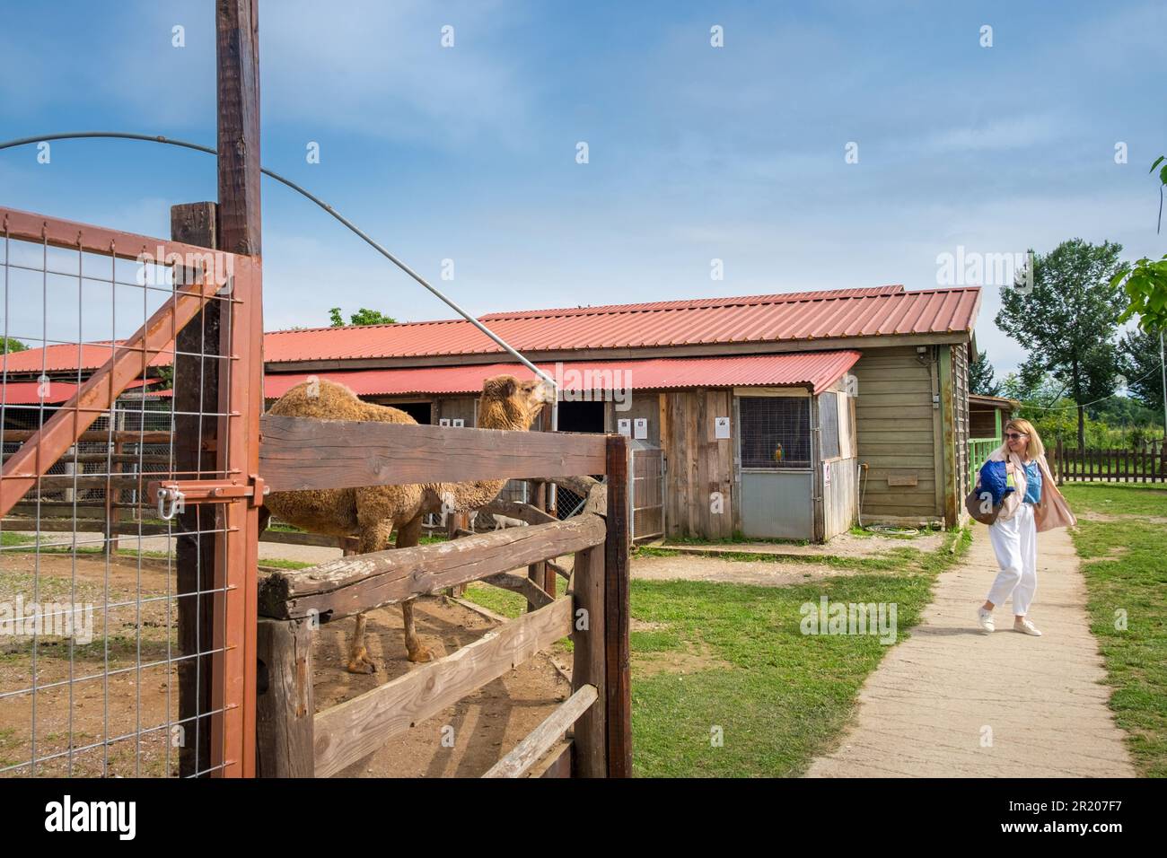 Arabian dromedary one humbed camel in a zoo and a woman staring at her.Karditsa , Greece Stock Photo