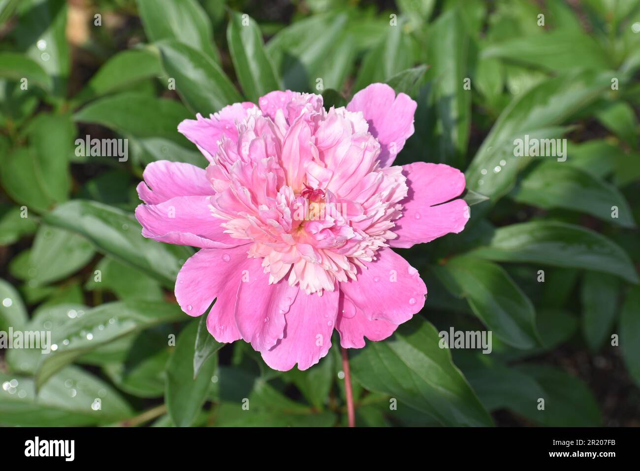 A pink peony, Paeonia officinalis, with fully opened flowers. Stock Photo
