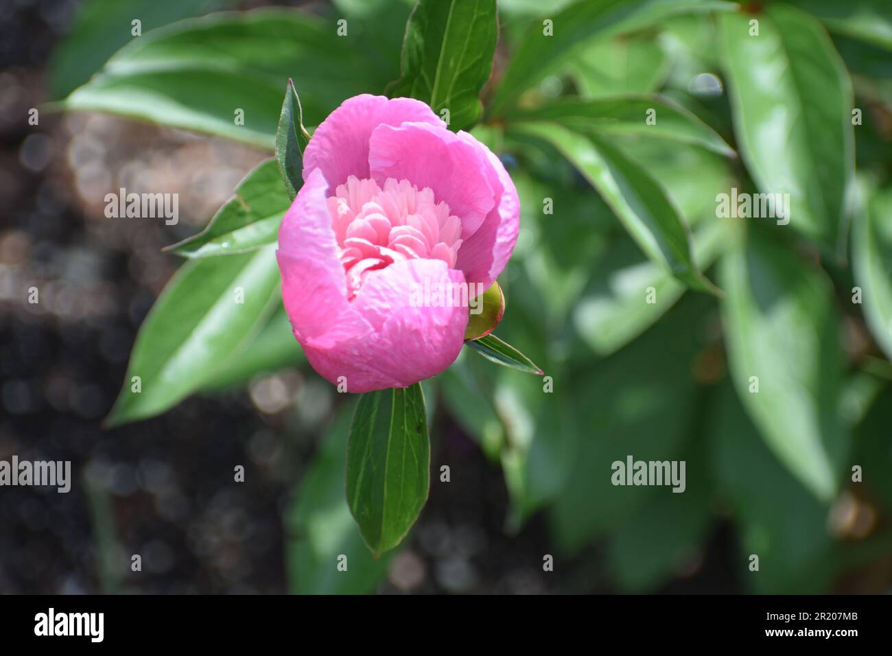 A pink peony, Paeonia officinalis, with blooms partially opened. Stock Photo