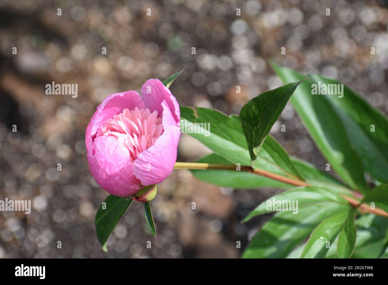 A pink peony, Paeonia officinalis, with blooms partially opened. Stock Photo