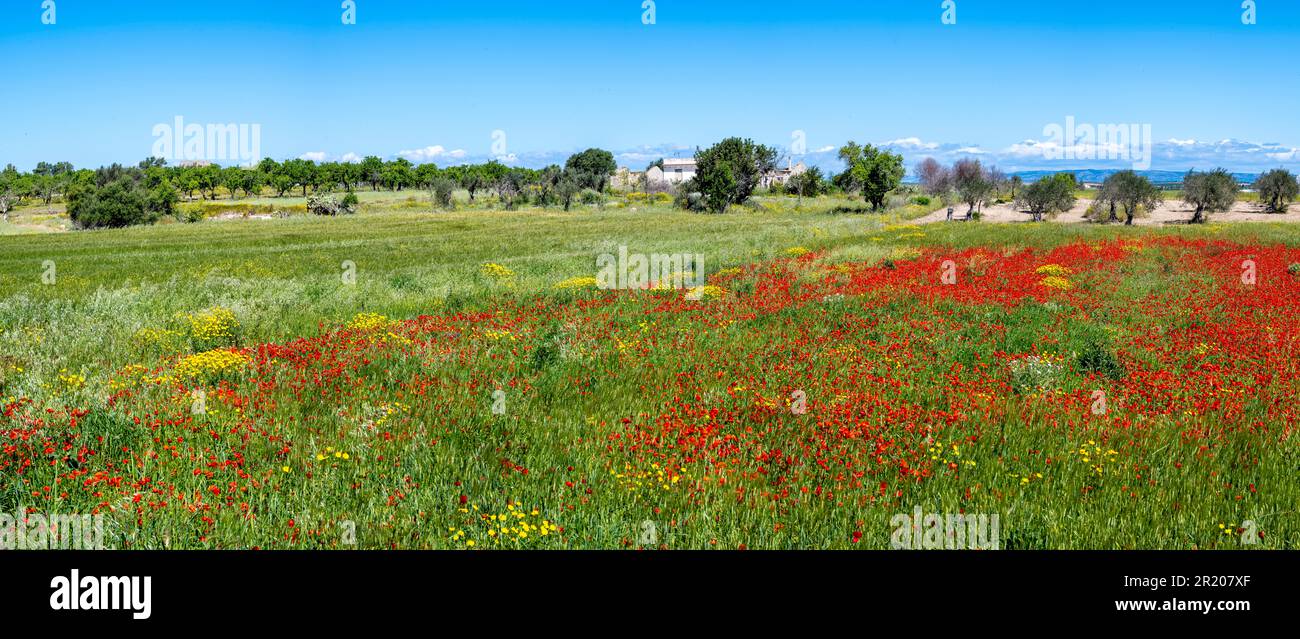 Olive trees in flowering meadow, spring, Sicily, Italy Stock Photo - Alamy