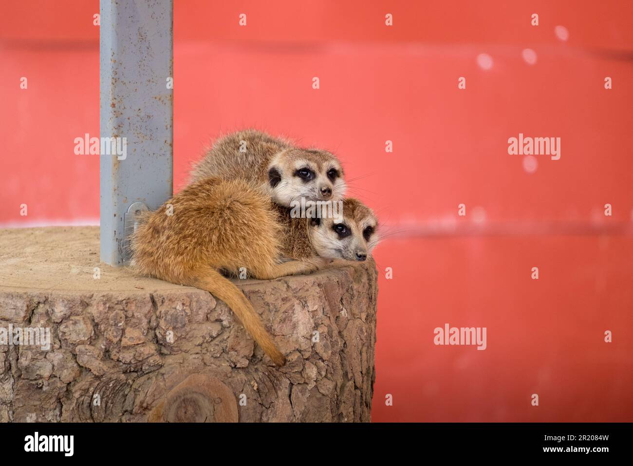 Two meercats or suricata ina zoo Stock Photo