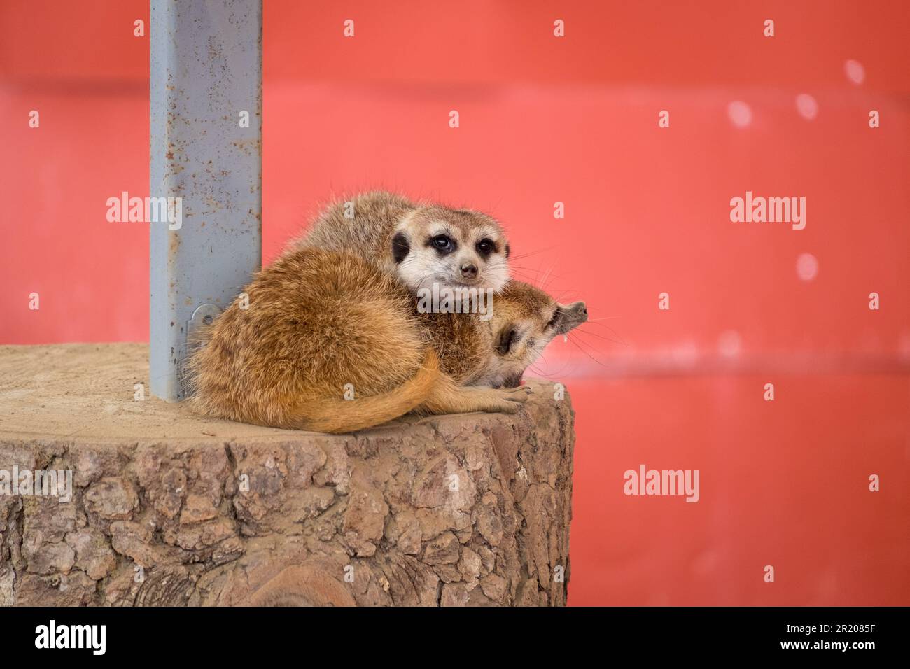 Two meercats or suricata ina zoo Stock Photo