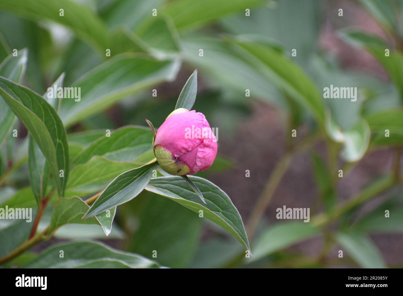 A pink peony, Paeonia officinalis, as the flower bud is just about to break open. Stock Photo