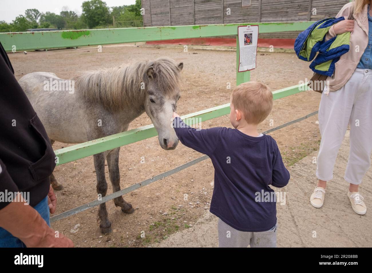 Llittle boy caressing a Skyrian horse in a zoo park.Greece Stock Photo
