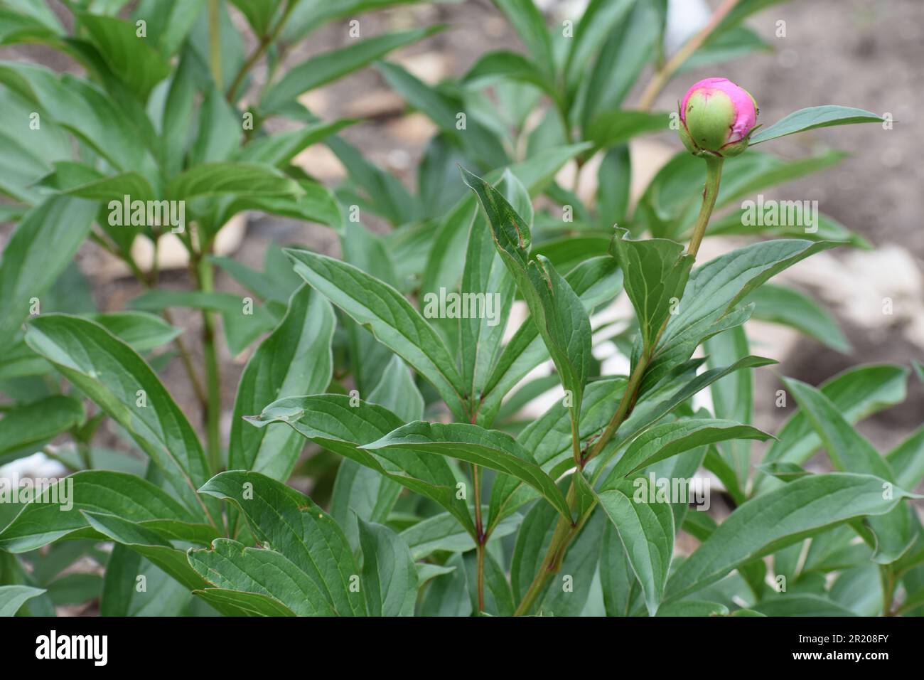 A pink peony, Paeonia officinalis, as the flower bud is just about to break open. Stock Photo