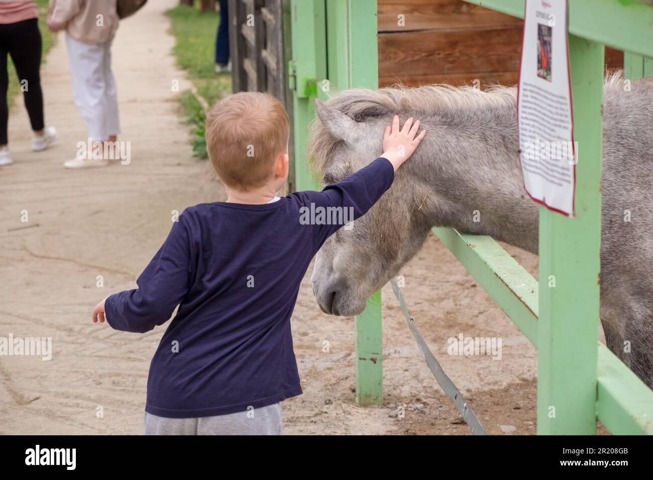 Llittle boy caressing a Skyrian horse in a zoo park.Greece Stock Photo