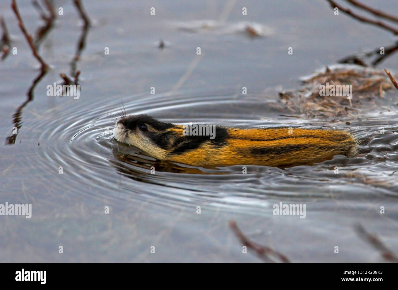 The nature of the Norwegian lemming: 'bloodthirsty, hairy