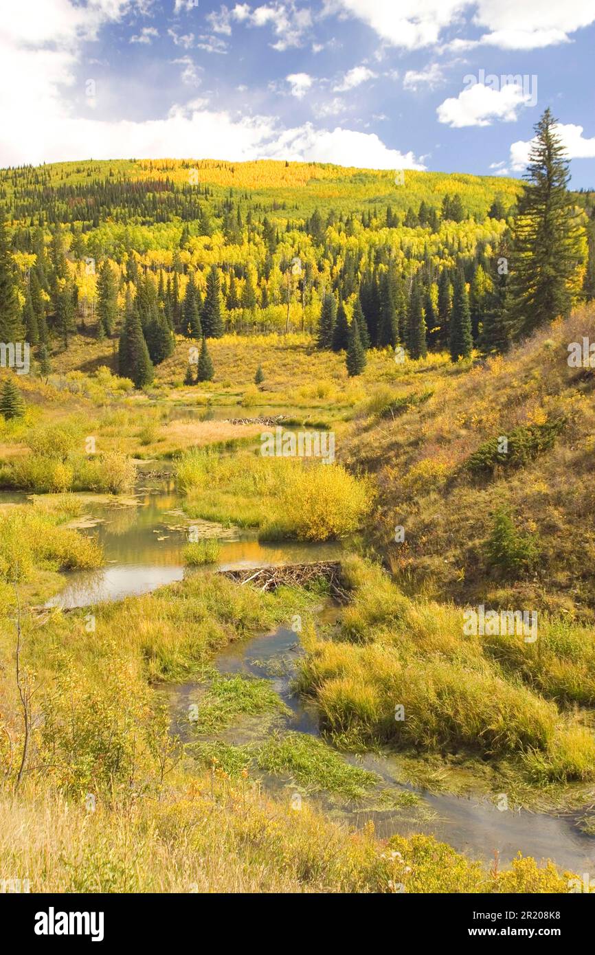Canada beaver, castoreum (Castor fiber canadensis), Canadian beavers