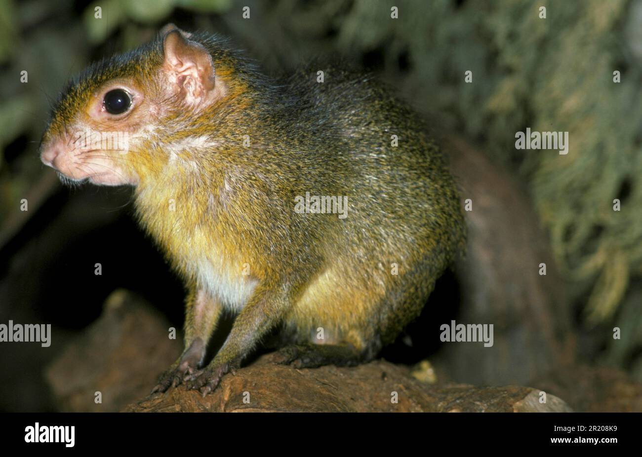 Green acouchi (Myoprocta pratti), Dwarf Acouchi, Green Acouchis, Dwarf Acouchis, Rodents, Mammals, Animals, Acouchy captive Stock Photo