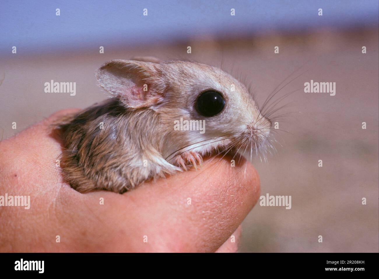Lesser egyptian jerboa (Jaculus jaculus), Little desert jumping mice