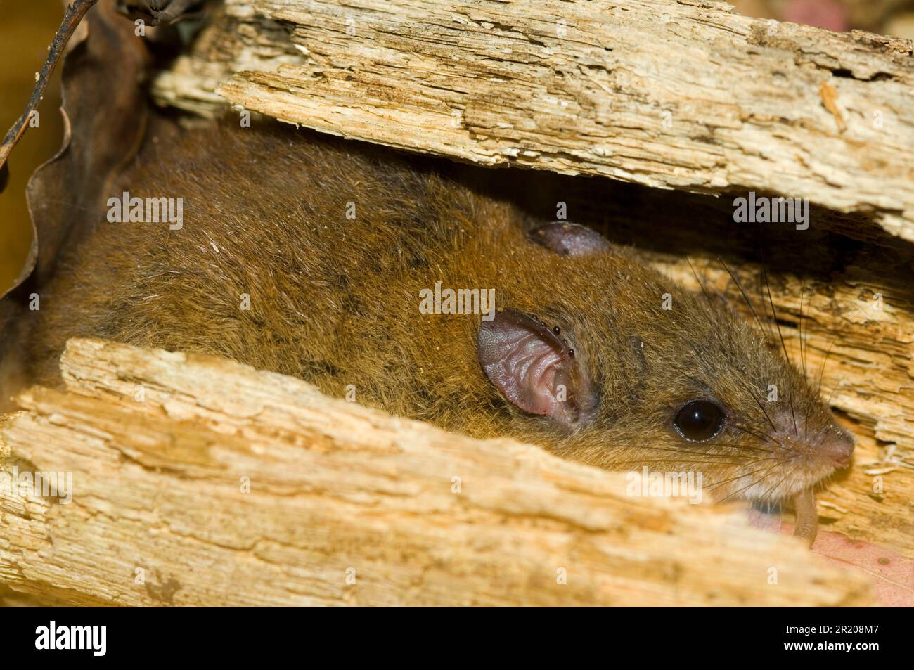 Mosaic-tailed rat, fawn-footed mosaic-tailed rat (Melomys cervinipes), Rodents, Mammals, Animals, Fawn-footed Melomys adult, in hollow log, Lamington Stock Photo