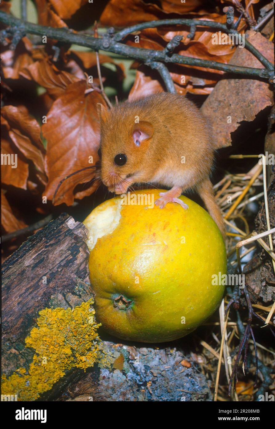 Dormouse, hazel dormice (Muscardinus avellanarius), dormice, dormice