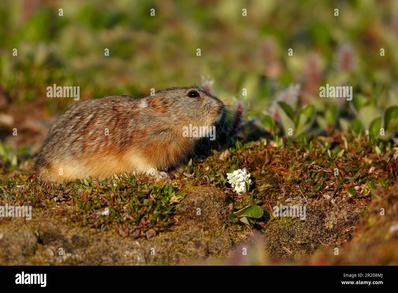 Brown lemming, rodent