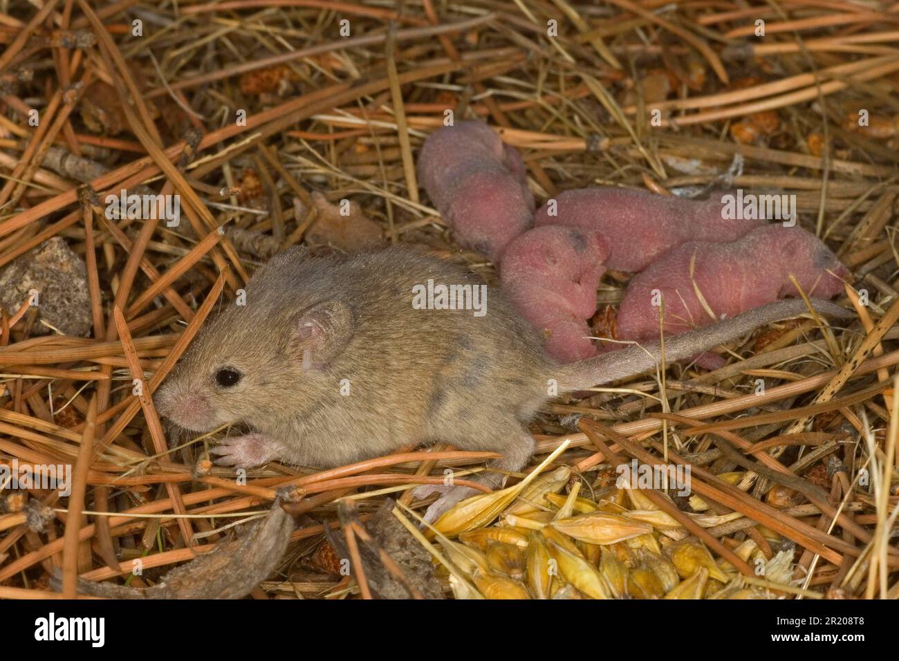 House mouse (Mus musculus), house mice, mice, mouse, rodents, mammals, animals, House Mouse adult female, at nest with babies, Spain Stock Photo