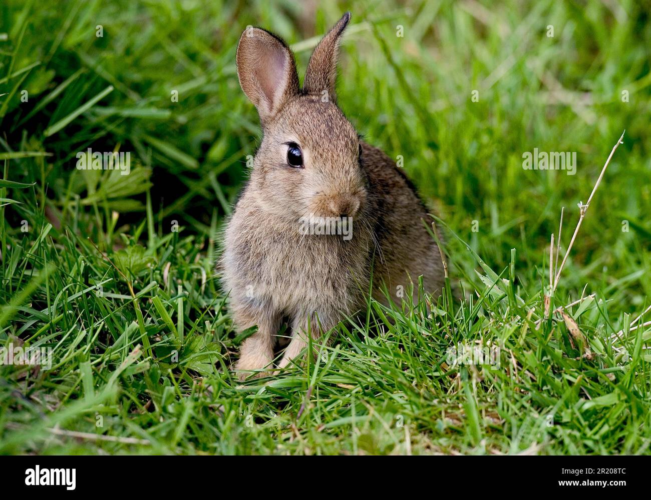 Common Rabbit England European rabbit (Oryctolagus cuniculus) Young, Pulborough Brooks RSPB ...