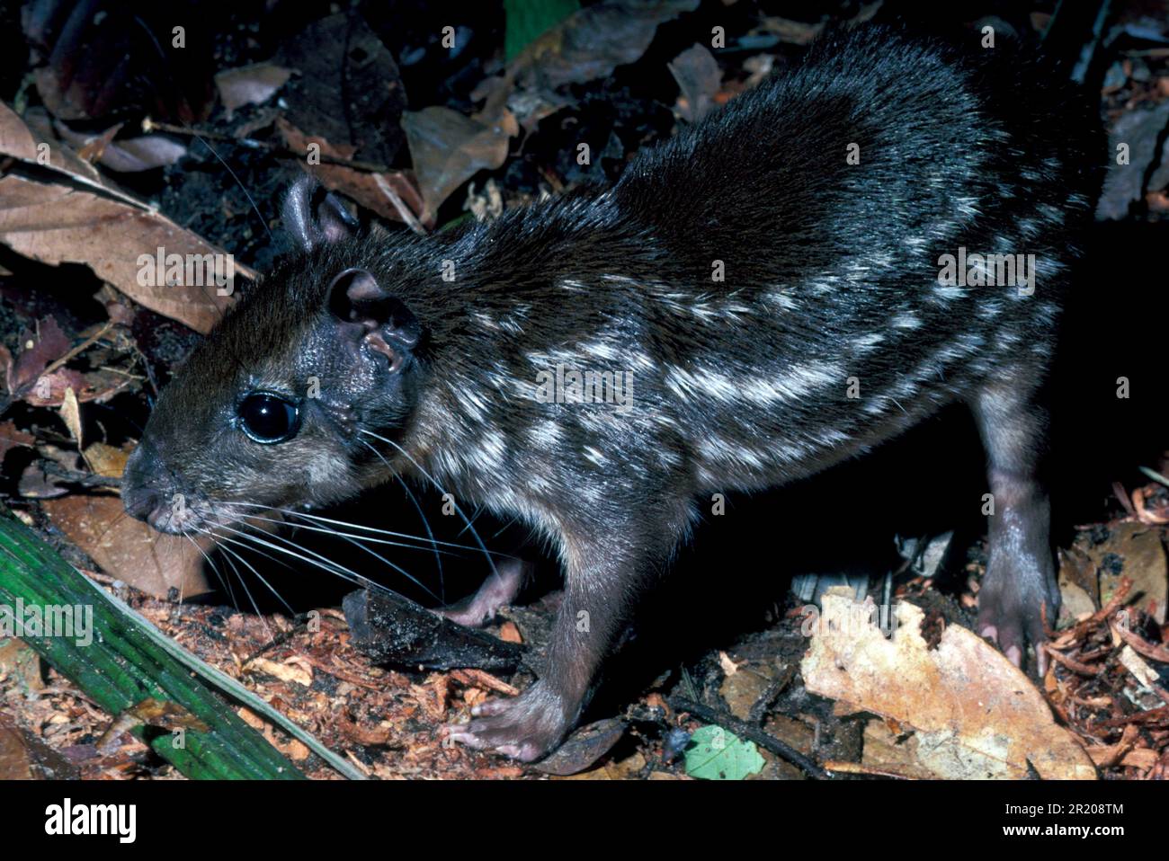 Paka, Pakas, Rodents, Mammals, Animals, Paca (Agouti paca) Stock Photo